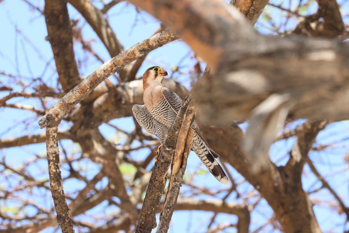 Red-necked Falcon - Argrit Boonsanguan