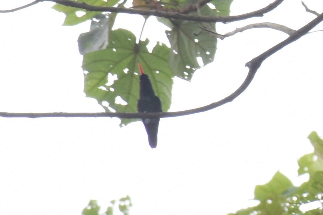 kolibřík modrohlavý - ML610456491