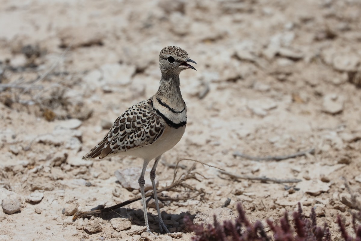 Double-banded Courser - ML610456504