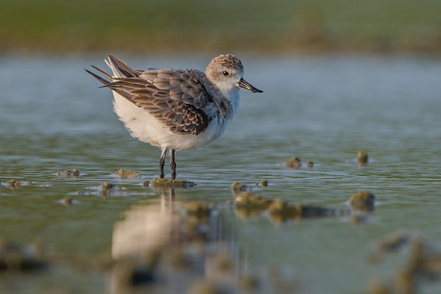 Formative Plumage. - Spoon-billed Sandpiper - 