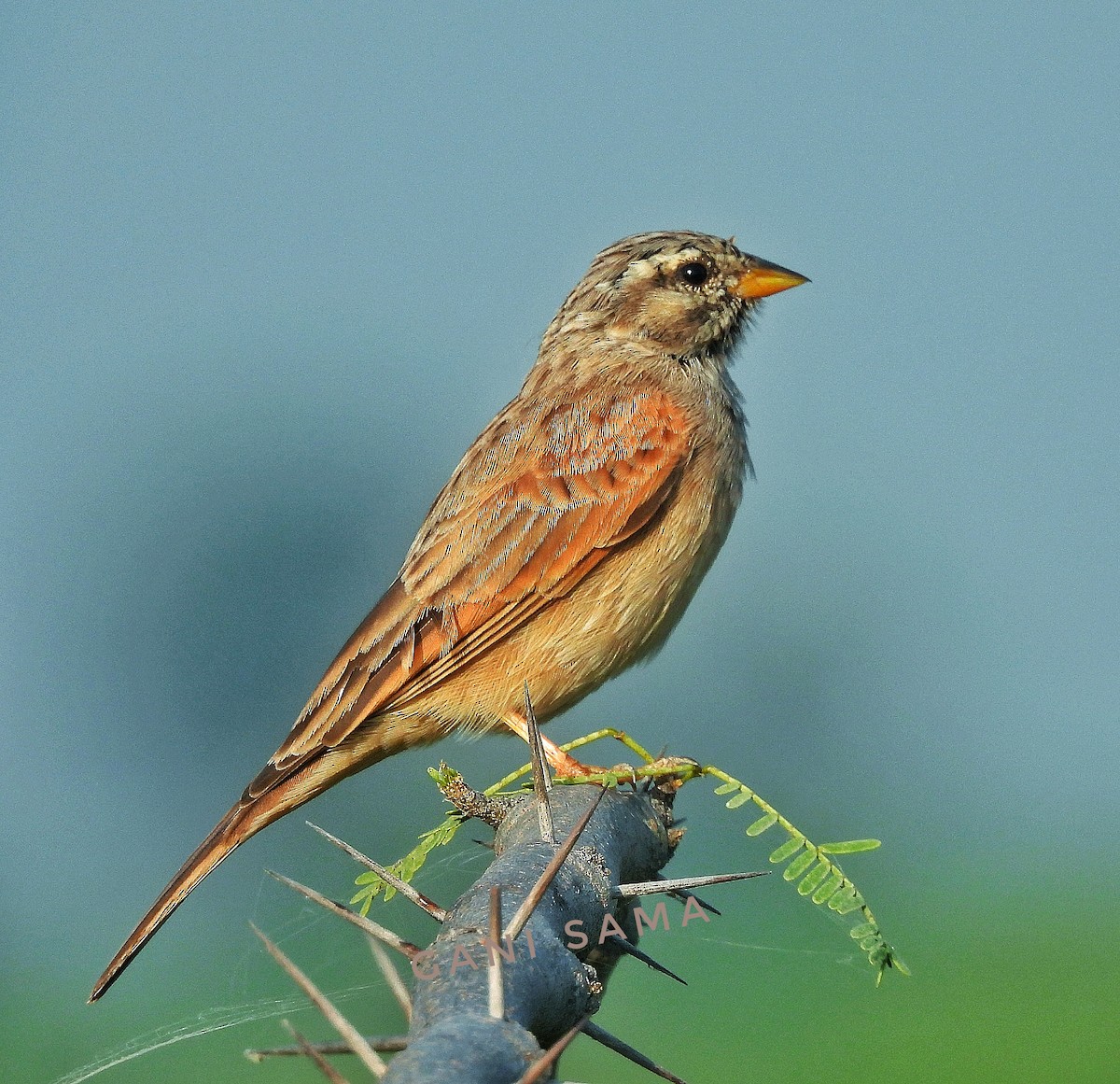 Striolated Bunting - ML610456797