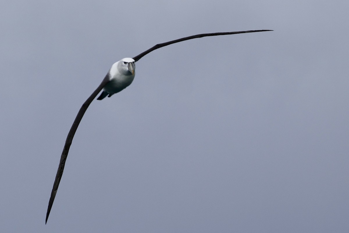 White-capped Albatross - ML610456803