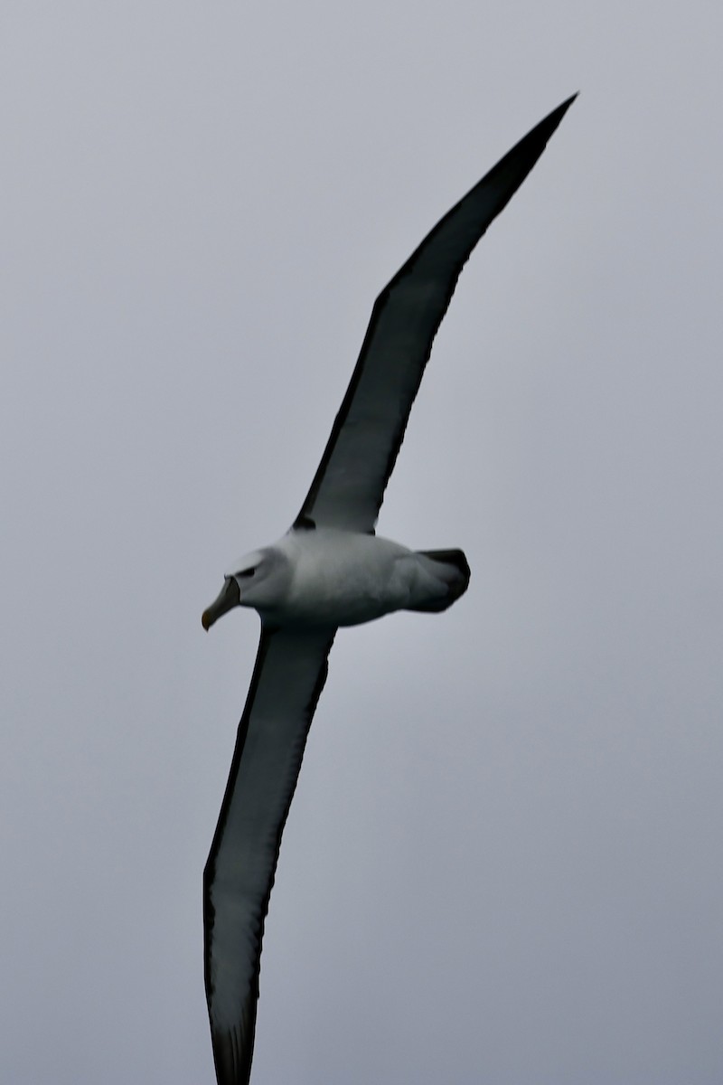 White-capped Albatross - ML610456805