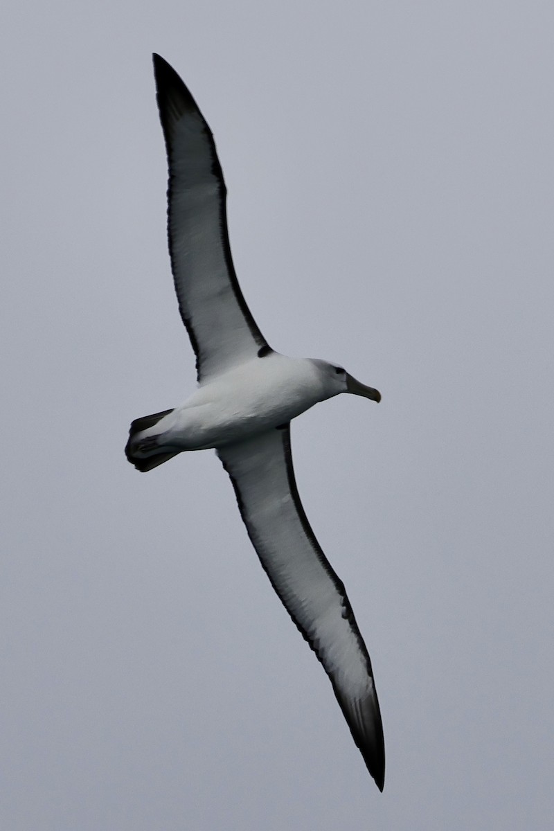White-capped Albatross - ML610456806
