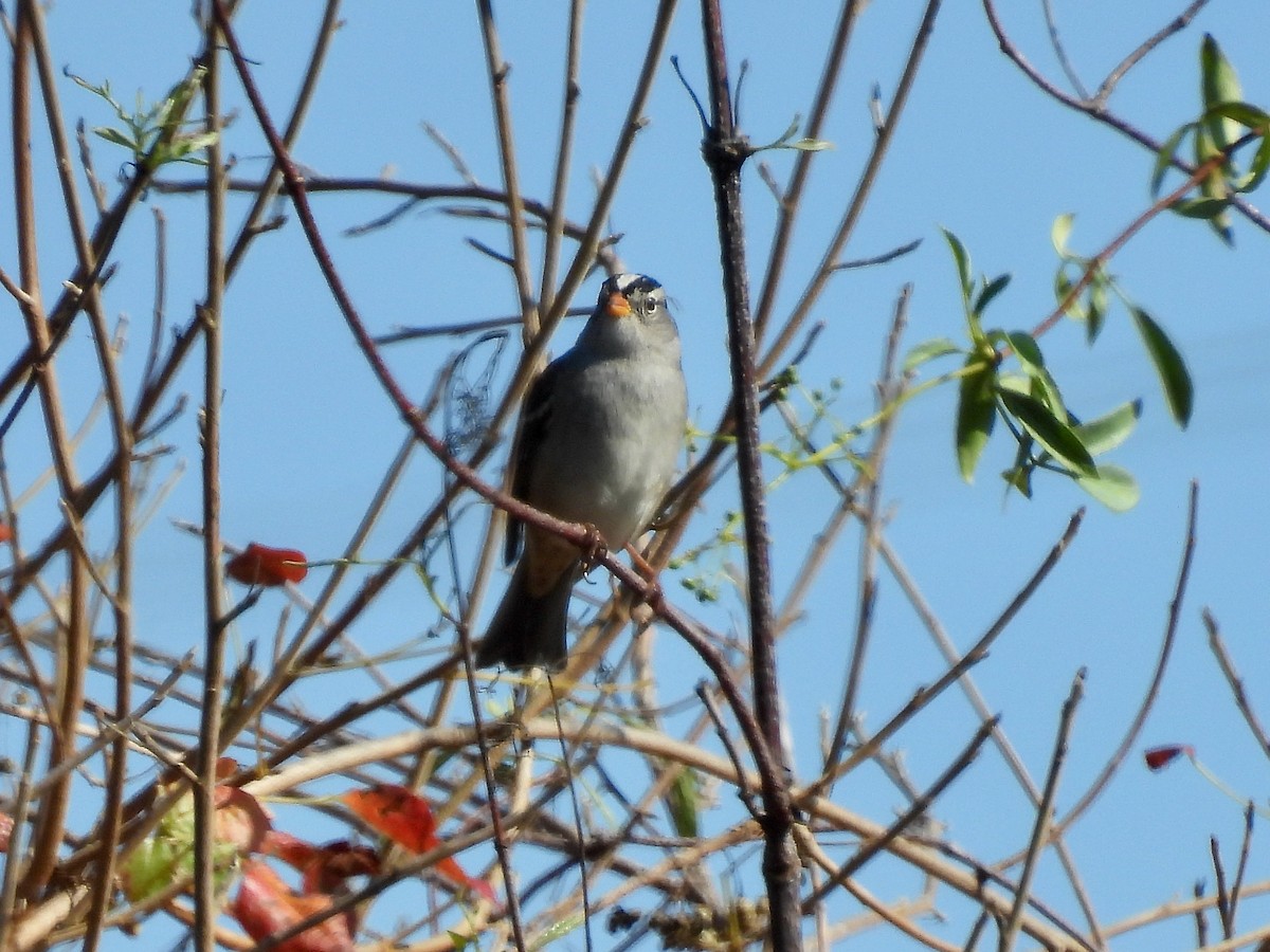 White-crowned Sparrow - ML610456896