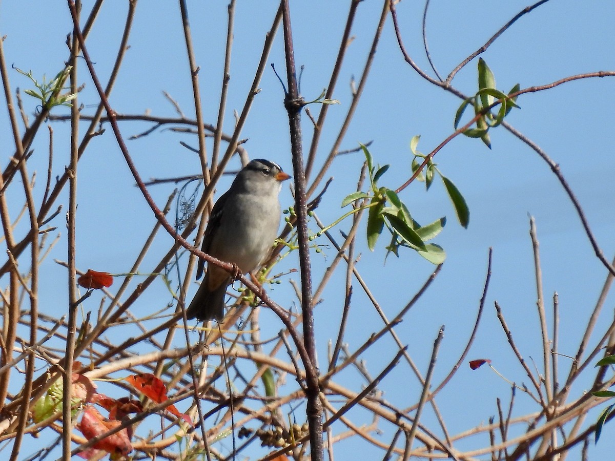 White-crowned Sparrow - ML610456899