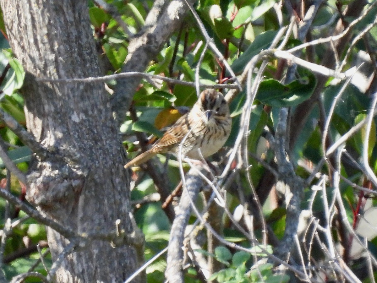 Lincoln's Sparrow - Martha Wild