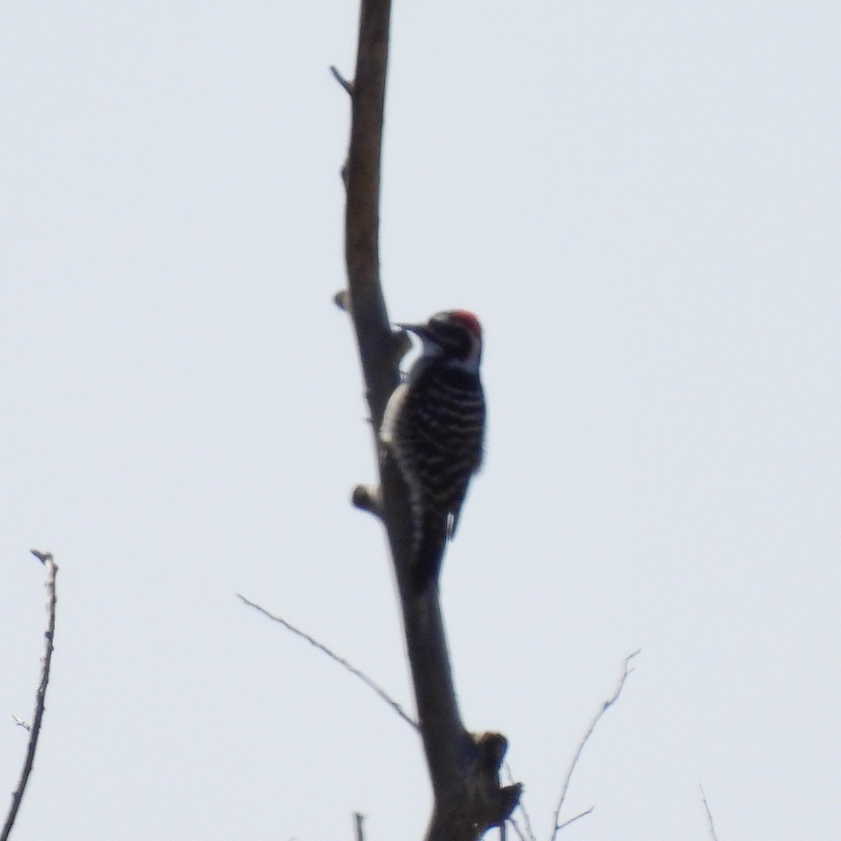 Nuttall's Woodpecker - ML610456925