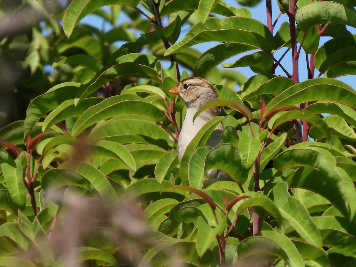 White-crowned Sparrow - ML610457070