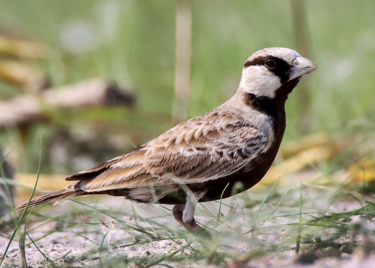 Ashy-crowned Sparrow-Lark - ML610457164