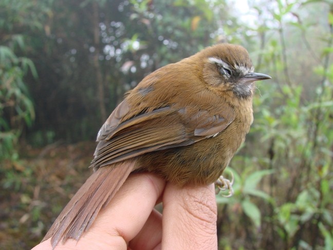 White-browed Spinetail - ML610457330