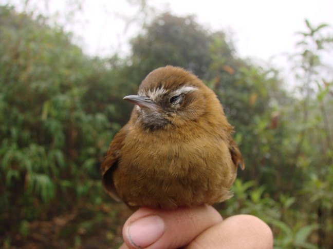 White-browed Spinetail - ML610457332