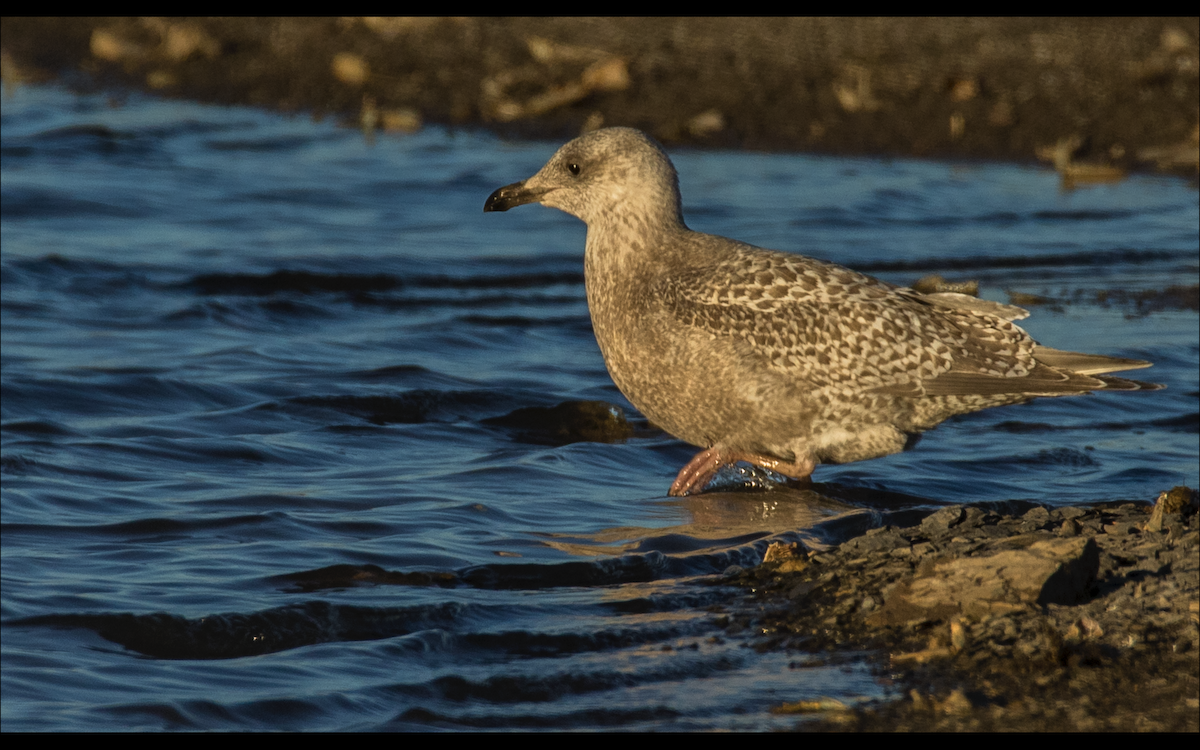 Iceland Gull (Thayer's) - ML610457341