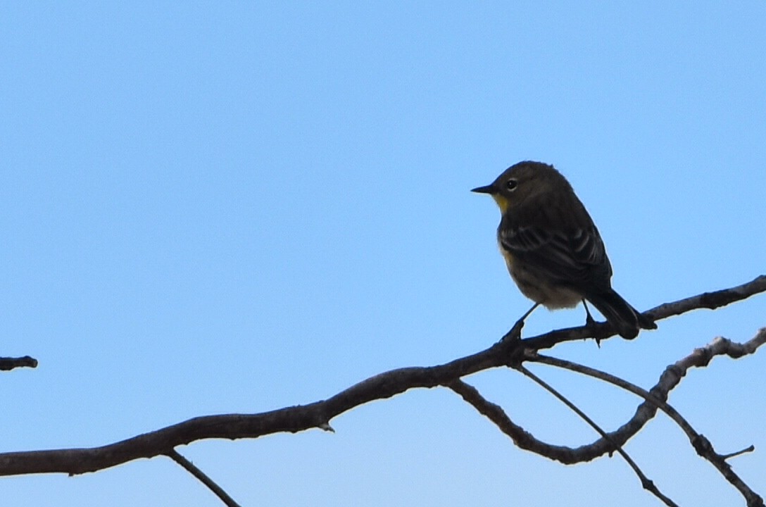 Yellow-rumped Warbler (Audubon's) - ML610457402