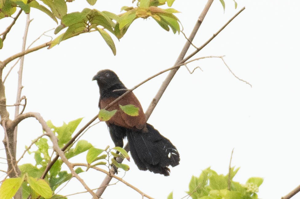 Greater Coucal - ML610457634