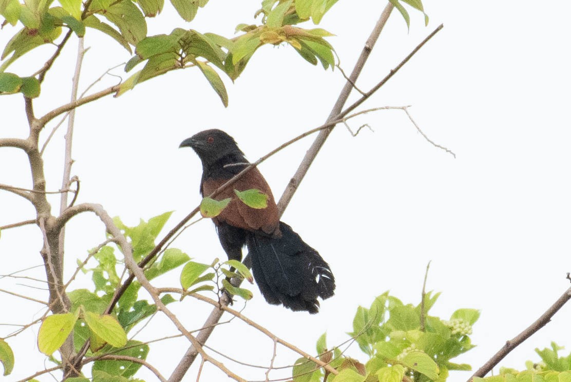 Greater Coucal - ML610457641