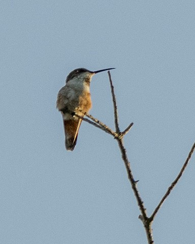 Allen's Hummingbird - James Kendall