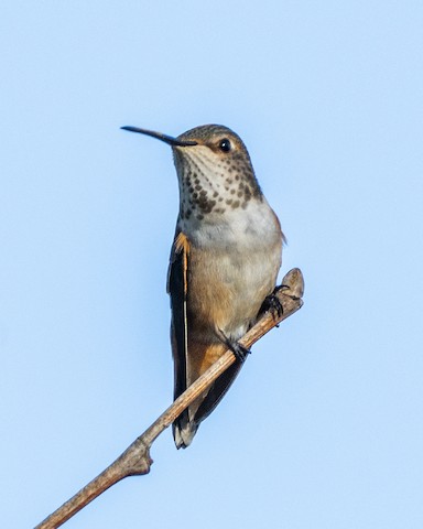 Allen's Hummingbird - James Kendall