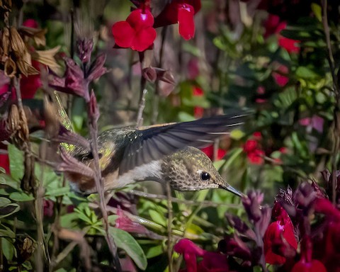 Allen's Hummingbird - James Kendall