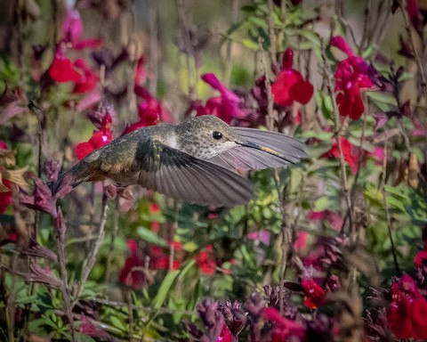 Allen's Hummingbird - James Kendall