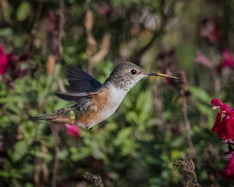 Allen's Hummingbird - James Kendall