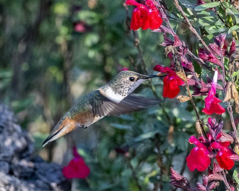 Allen's Hummingbird - James Kendall