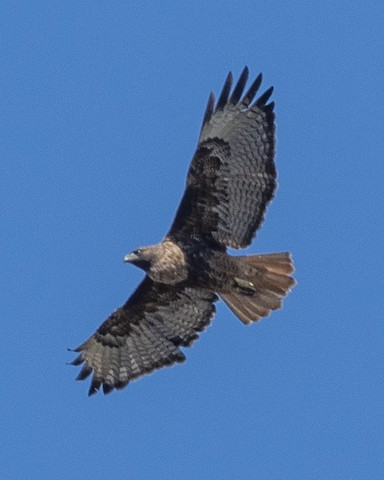 Red-tailed Hawk - James Kendall