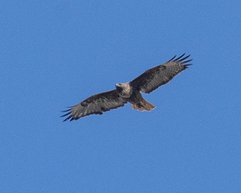 Red-tailed Hawk - James Kendall