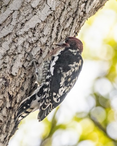 Red-breasted Sapsucker (daggetti) - James Kendall