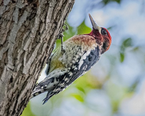 Red-breasted Sapsucker (daggetti) - James Kendall