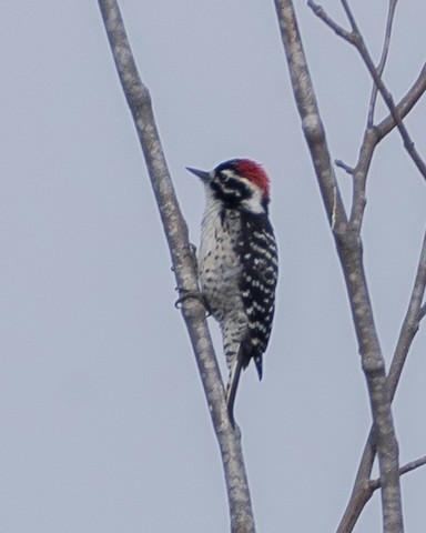 Nuttall's Woodpecker - James Kendall