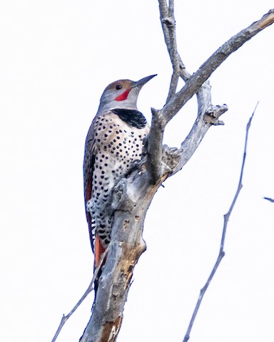 Northern Flicker (Red-shafted) - James Kendall