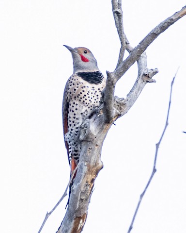 Northern Flicker (Red-shafted) - James Kendall