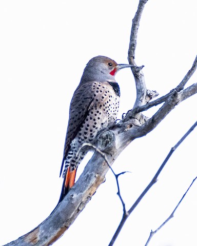 Northern Flicker (Red-shafted) - James Kendall