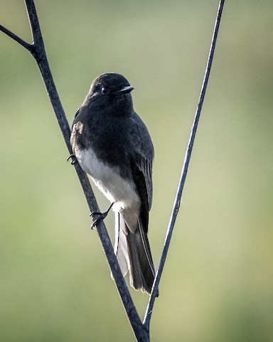 Black Phoebe - James Kendall