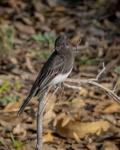 Black Phoebe - James Kendall