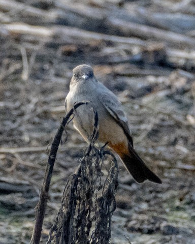 Say's Phoebe - James Kendall