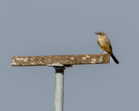 Say's Phoebe - James Kendall