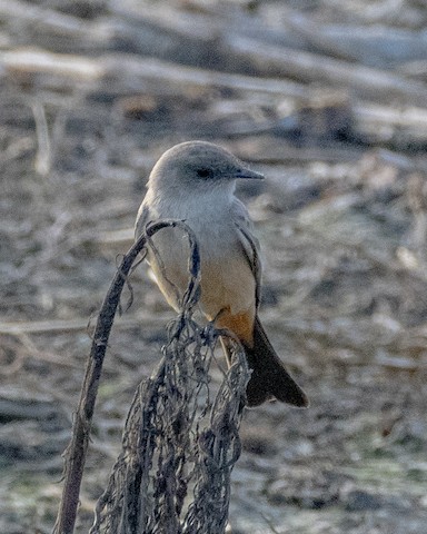 Say's Phoebe - James Kendall