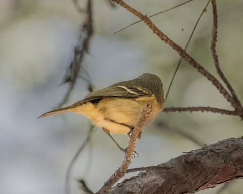 Hutton's Vireo - James Kendall