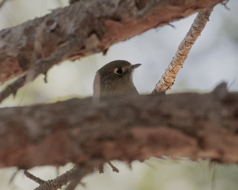 Hutton's Vireo - James Kendall