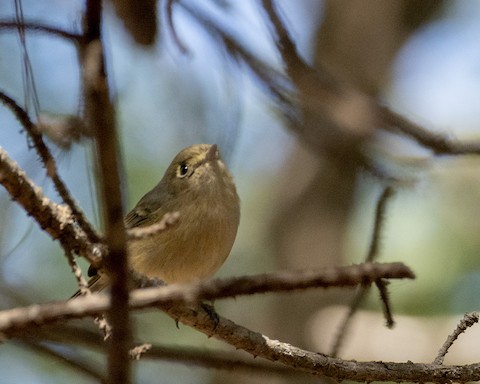 Hutton's Vireo - James Kendall