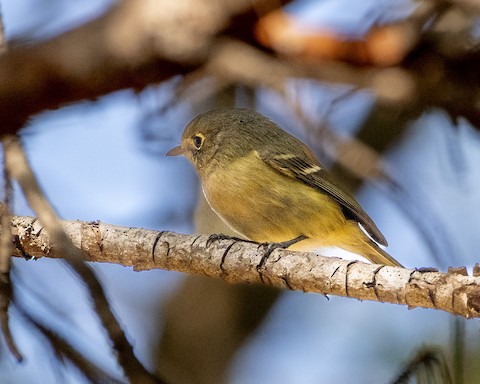 Hutton's Vireo - James Kendall