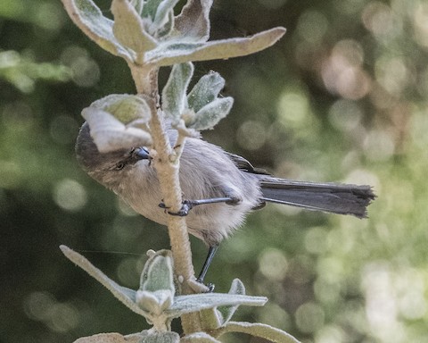 Bushtit - James Kendall