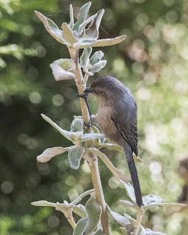 Bushtit - James Kendall