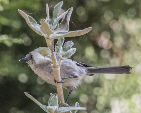 Bushtit - James Kendall