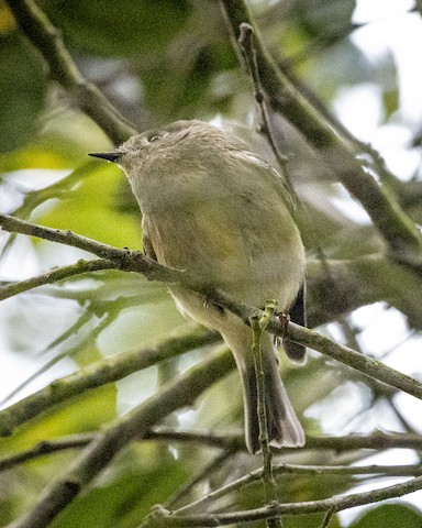 Ruby-crowned Kinglet - James Kendall