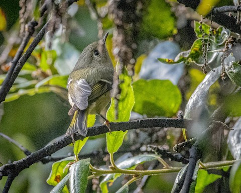 Ruby-crowned Kinglet - James Kendall