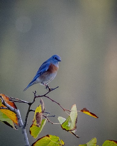 Western Bluebird - James Kendall