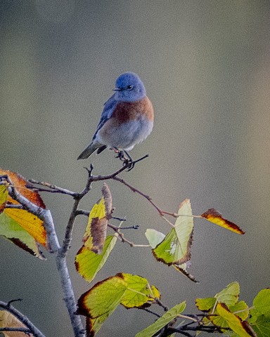 Western Bluebird - James Kendall